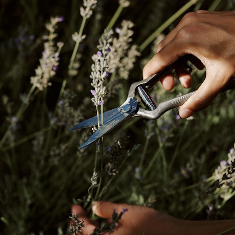 Plant Pruner | Pallarès × Audo.