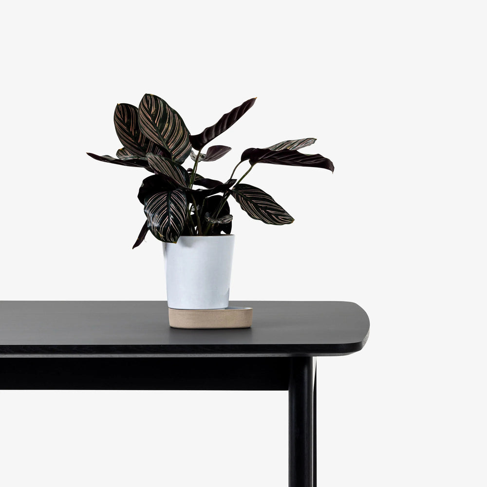 Sip Plant Pot | Various Finishes.