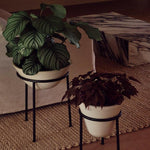 Daiza Planter | Various Sizes.